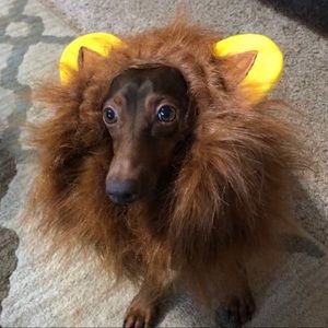 Meet your Posher, Pedro